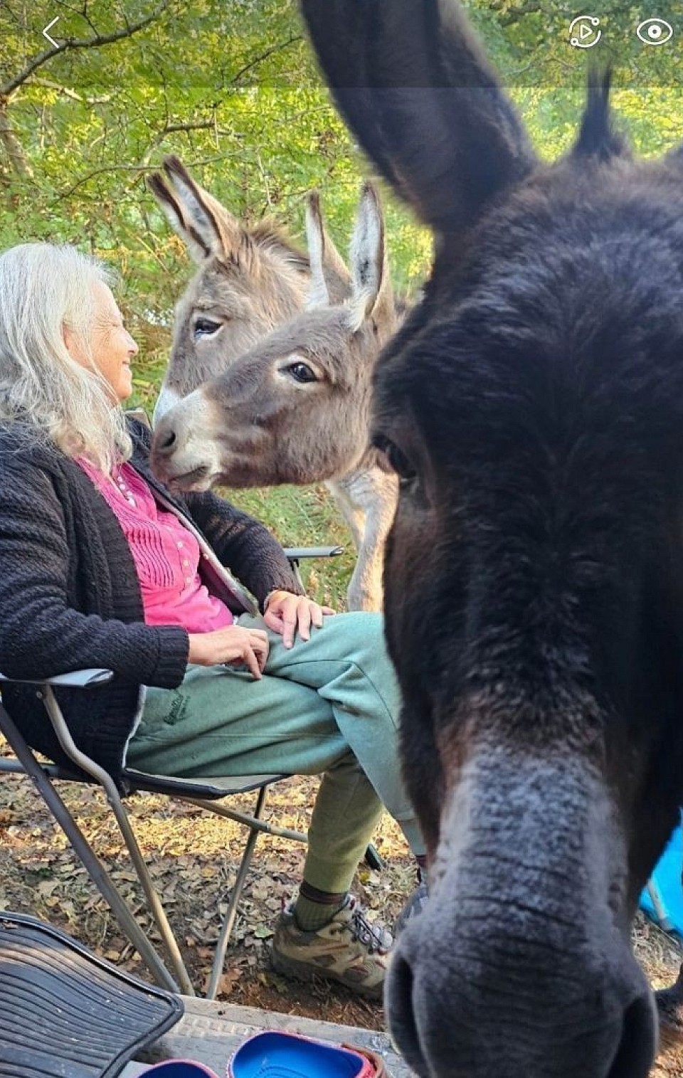 Donkey counselling